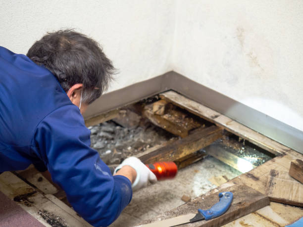 Best Home Mold Removal  in Clear Lake, IA