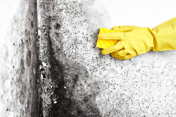 Best Black Mold Removal  in Clear Lake, IA