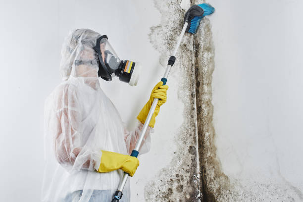Mold Removal Process in Clear Lake, IA