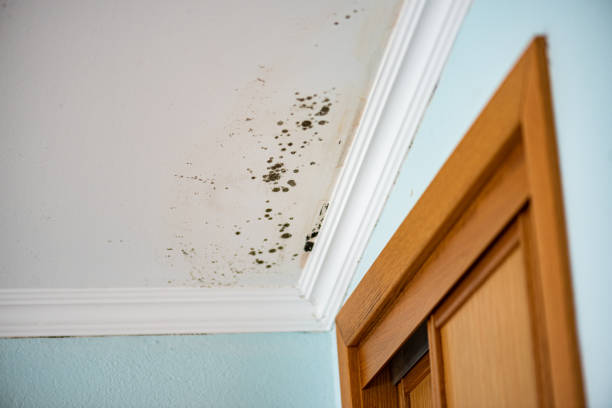 Best Office Mold Removal Services  in Clear Lake, IA