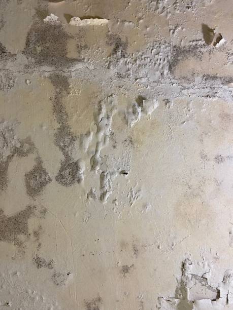 Best Mold Damage Repair  in Clear Lake, IA