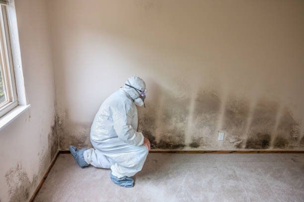 Best Mold Removal Process  in Clear Lake, IA