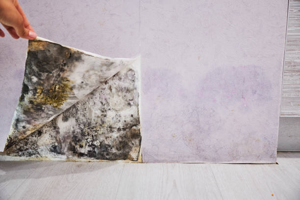 Office Mold Removal Services in Clear Lake, IA